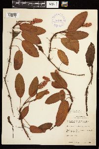 Persicaria amphibia image