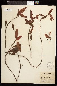 Persicaria amphibia image