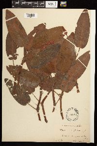 Persicaria amphibia image