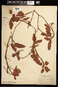 Persicaria amphibia image