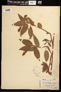 Persicaria amphibia image