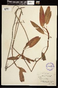 Persicaria amphibia image