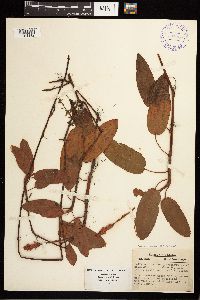 Persicaria amphibia image