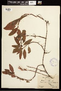 Persicaria amphibia image