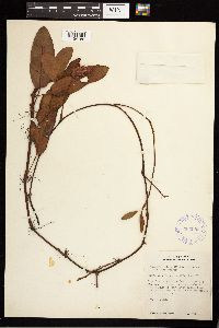 Persicaria amphibia image