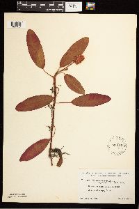 Persicaria amphibia image