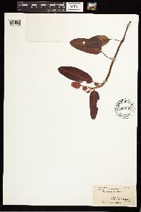 Persicaria amphibia image