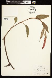 Persicaria coccinea image
