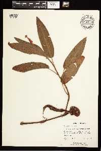 Persicaria amphibia image