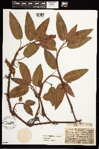 Persicaria amphibia image