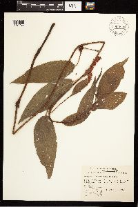 Persicaria coccinea image