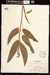 Persicaria coccinea image