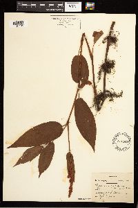 Persicaria coccinea image