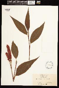 Persicaria coccinea image