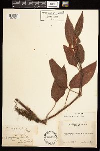 Persicaria coccinea image