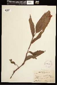 Persicaria coccinea image