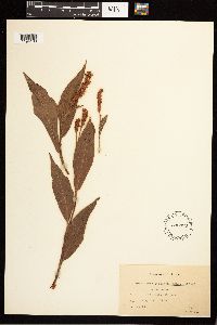 Persicaria coccinea image