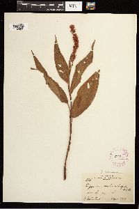 Persicaria coccinea image