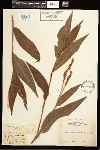 Persicaria coccinea image