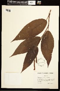 Persicaria coccinea image