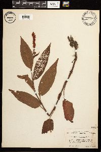 Persicaria coccinea image