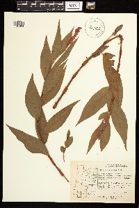 Persicaria coccinea image