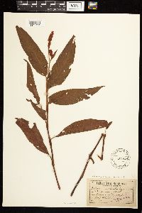 Persicaria coccinea image