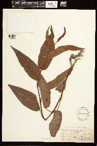 Persicaria coccinea image