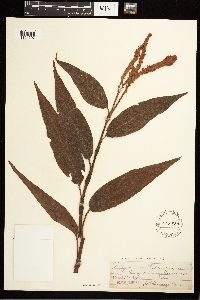 Persicaria coccinea image