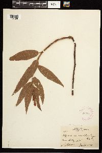 Persicaria coccinea image