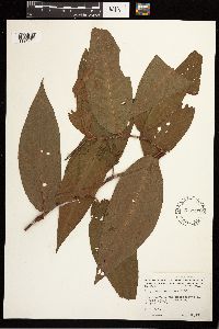 Persicaria coccinea image