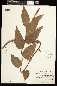 Persicaria coccinea image
