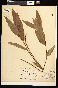 Persicaria coccinea image