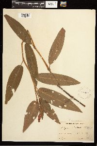 Persicaria coccinea image