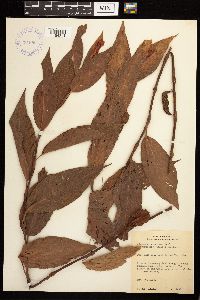 Persicaria coccinea image