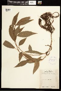 Persicaria coccinea image