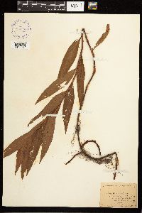 Persicaria coccinea image