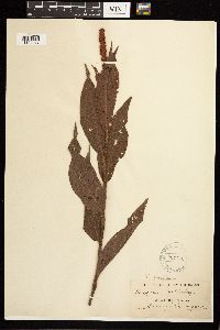 Persicaria coccinea image