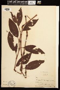 Persicaria coccinea image