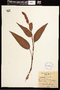 Persicaria coccinea image