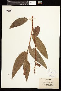 Persicaria coccinea image