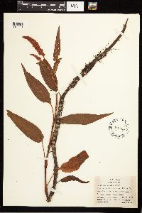 Persicaria coccinea image