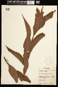 Persicaria coccinea image