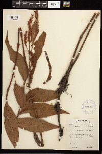 Persicaria coccinea image