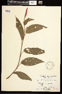Persicaria coccinea image
