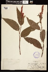 Persicaria coccinea image
