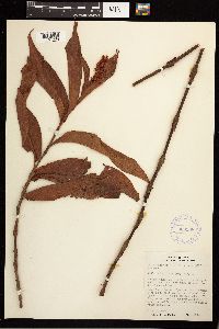 Persicaria coccinea image
