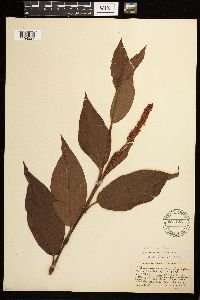 Persicaria coccinea image