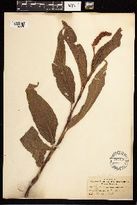 Persicaria coccinea image