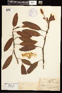 Persicaria amphibia image